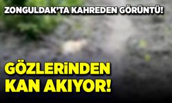 Zonguldak’ta kahreden görüntü! Gözlerinden kan akıyor!