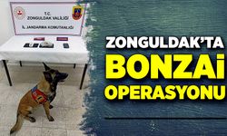 Zonguldak’ta bonzai operasyonu!