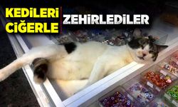 Kedi katliamı: Zehirli ciğerle yok edildiler
