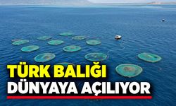 Türk balığı dünyaya açılıyor!