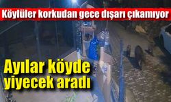 Zonguldak'ta ayılar köye inip yiyecek aradı