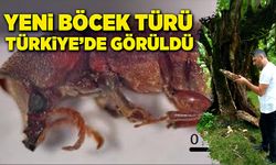 Yeni böcek türü Türkiye’de görüldü!