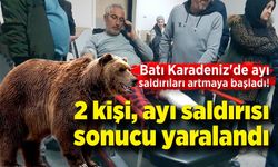 Batı Karadeniz'de ayı saldırıları artmaya başladı! Karabük'te 2 kişi ölümden döndü