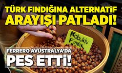 Türk fındığına alternatif arayışı patladı: Ferrero, Avustralya'da pes etti!