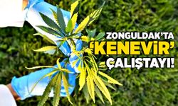 Zonguldak’ta ‘kenevir’ çalıştayı!