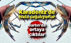 Karadeniz'de hızla çoğalıyorlar; Şimdi de Bartın'da ortay açıktı