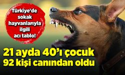 Türkiye'de sokak hayvanlarıyla ilgili acı tablo!