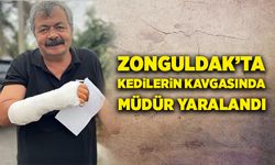Zonguldak'ta kedilerin kavgasında, müdür yaralandı!