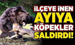 İlçeye inen ayıya köpekler saldırdı