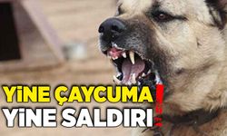 Yine Çaycuma, yine saldırı!