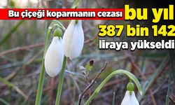 Bu çiçeği koparmanın cezası bu yıl 387 bin 142 liraya yükseldi