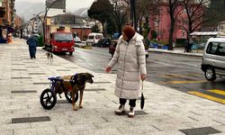 Arabanın çarptığı sokak köpeği gönüllülerin desteği ile hayata tutundu