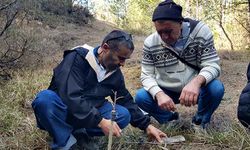 Emekli imam gelecek nesil için doğadaki meyve ağaçlarını aşılıyor