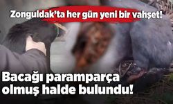 Zonguldak’ta her gün yeni bir vahşet: Bacağı paramparça oldu!
