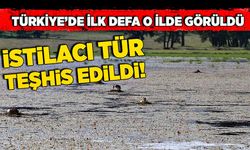 Türkiye’de ilk defa o ilde görüldü:  İstilacı tür teşhis edildi!