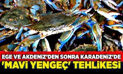 Ege ve Akdeniz'den sonra, Karadeniz'de 'Mavi Yengeç' tehlikesi!