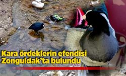 Kara ördeklerin efendisi Zonguldak’ta bulundu