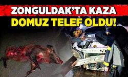 Zonguldak’ta kaza: Bir domuz telef oldu!