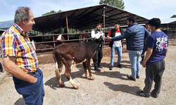 Kurban pazarında son yılların en durgun günleri yaşanıyor