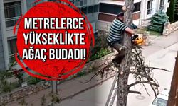 Metrelerce yükseklikte ağaç budadı!