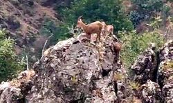 Yabani keçiler kayalık üzerinde görüntülendi