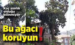 Kaç asırlık olduğu bilinmiyor! Bu ağacı koruyun