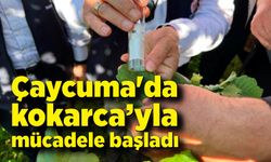 Çaycuma'da kahverengi kokarca’yla mücadele başladı