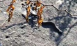 Bahçede bulunan engerek yılanı ekiplere teslim edildi