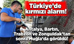Antalya, Bartın, Trabzon ve Zonguldak’tan sonra Muğla’da görüldü!