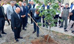 Düzce'de tek ağaç fındık sistemi hayata geçecek