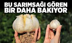 Bu sarımsağı gören bir daha bakıyor