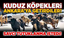 Kuduz köpekleri Ankara’ya getirdiler! Savcı tutuklanmalarını istedi!