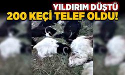 Yıldırım düştü, 200 keçi telef oldu!