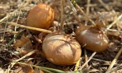 Ticaret Bakanlığı, Ankara’da boş araziye dökülen soğanlar için çalışma başlattı