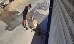 Beslediği sokak köpeği küçük çocuğa saldırdı, elini zor kurtardı