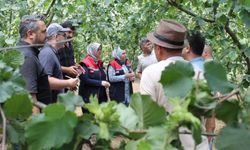 Fındıkta rekolte çalışması yapılıyor