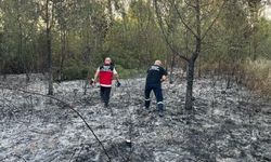 Hendek'te ormanlık alanda yangın