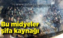 Bu midyeler şifa kaynağı