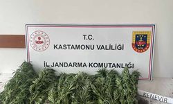 Kastamonu’da 132 kök kenevir ele geçirildi: 1 gözaltı