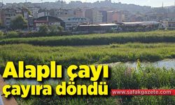 Alaplı çayı, çayıra döndü