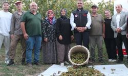 Düzce fındık üretiminde 4. sırada