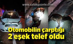 Otomobilin çarptığı 2 eşek telef oldu