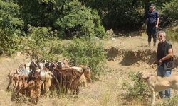 Kaybettiği küçükbaş hayvanlarını jandarma buldu