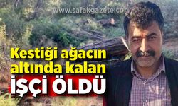 Kestiği ağacın altında kalan işçi öldü