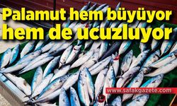 Palamut hem büyüyor hem de ucuzluyor