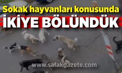 Sokak hayvanları konusunda ikiye bölündük