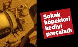 Sokak köpekleri kediyi parçaladı