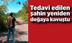 Tedavi edilen şahin yeniden doğaya kavuştu