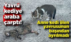 Yavru kediye araba çarptı! Anne kedi başından ayrılmadı