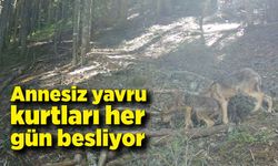 Annesiz yavru kurtları her gün besliyor